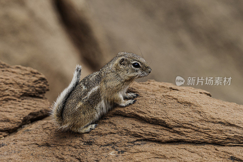白尾羚羊松鼠(ammospermoophilus leucurus)是一种昼动的地松鼠，发现于美国西南部和墨西哥北部的干旱地区。国会礁国家公园，犹他州。科罗拉多高原。犹他州。